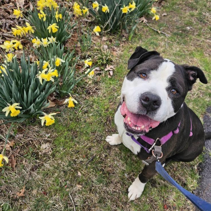 Enlarge Poe Poe, a Adoptable mixed breed in Phoenixville, PA image 2/6