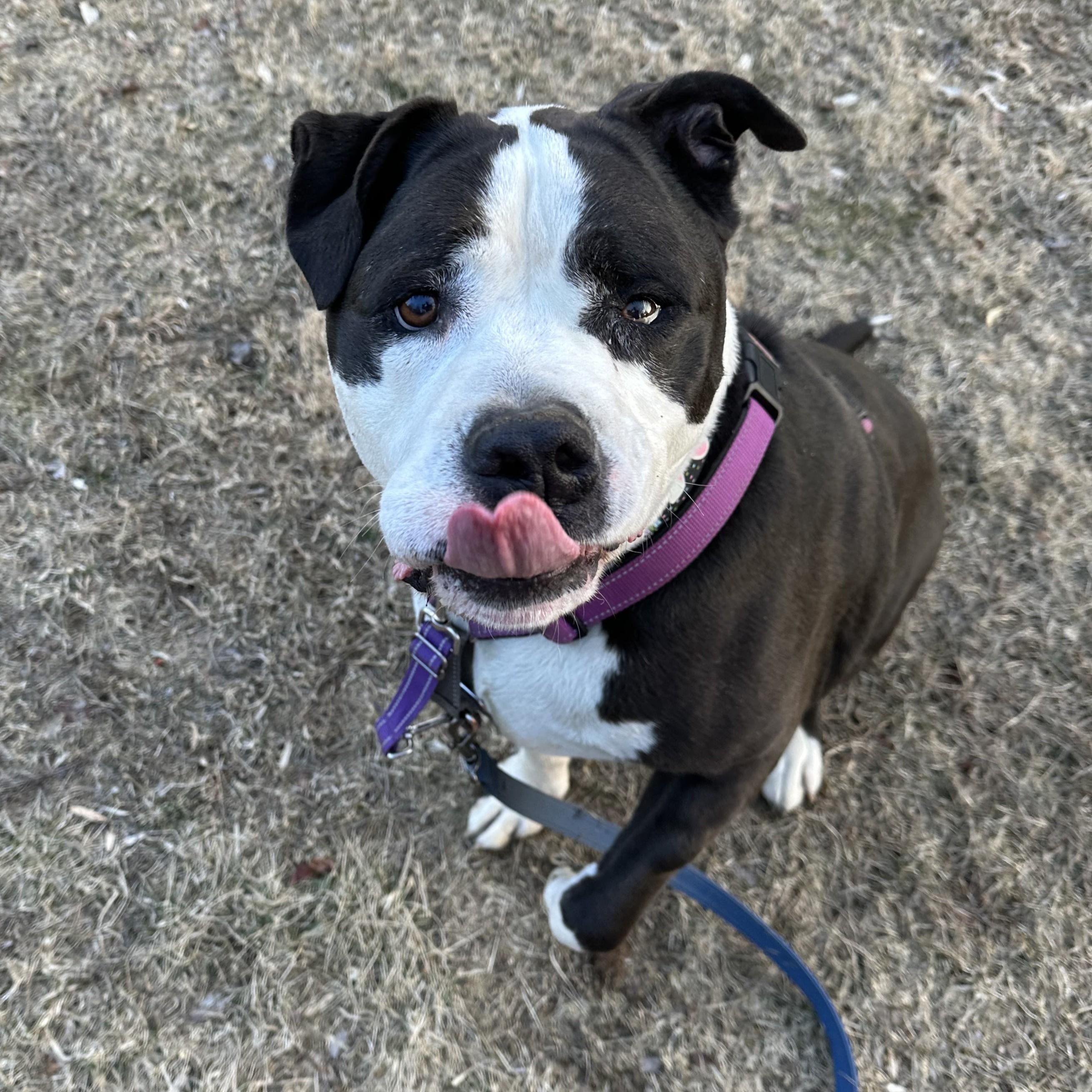 Enlarge Poe Poe, a Adoptable mixed breed in Phoenixville, PA image 5/6