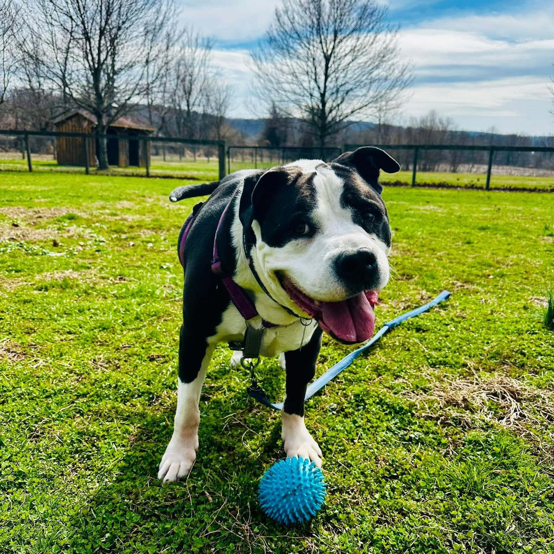 Poe Poe, Adoptable, Senior Male Pit Bull Terrier.