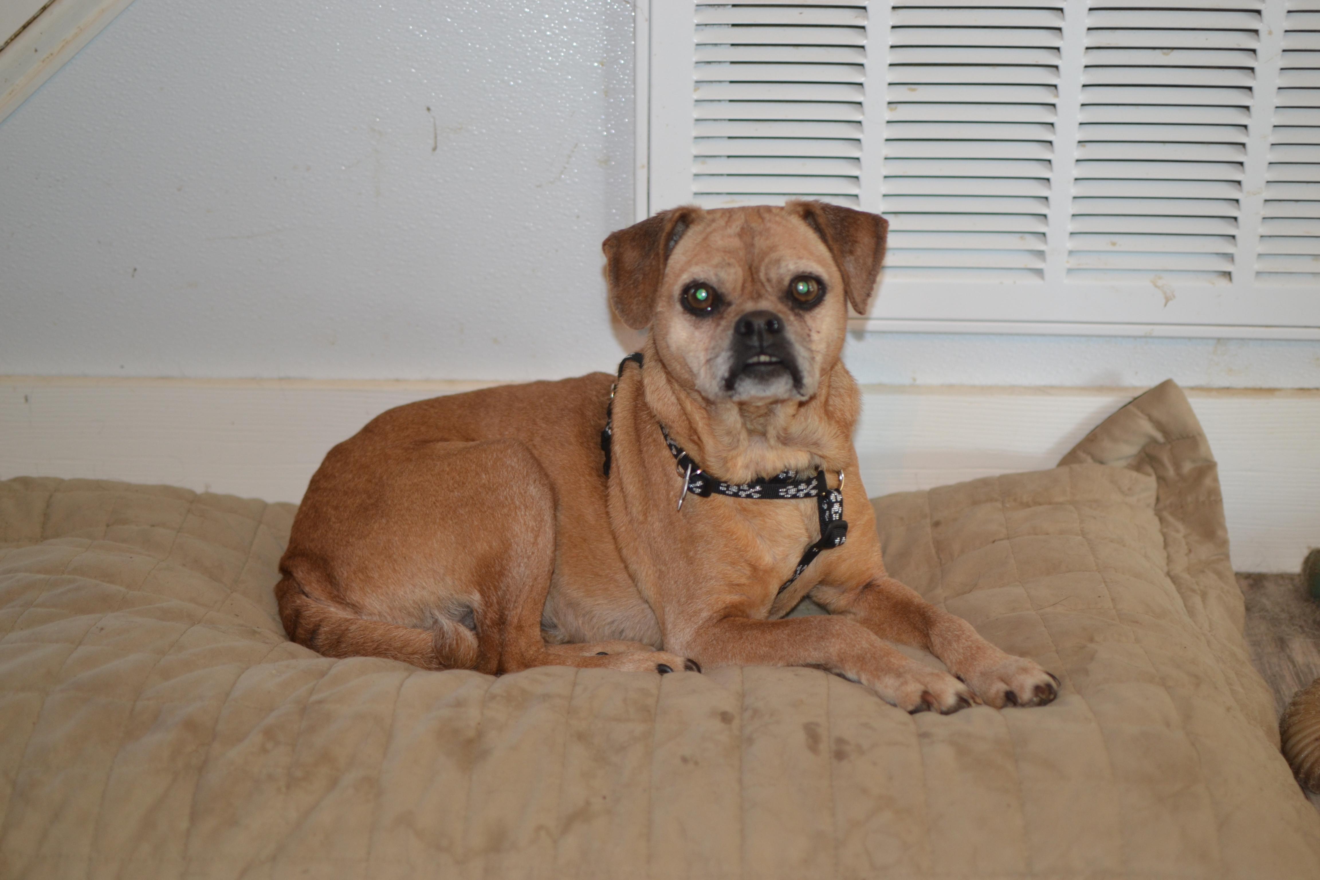Penny, Adopted, Senior Female Puggle.