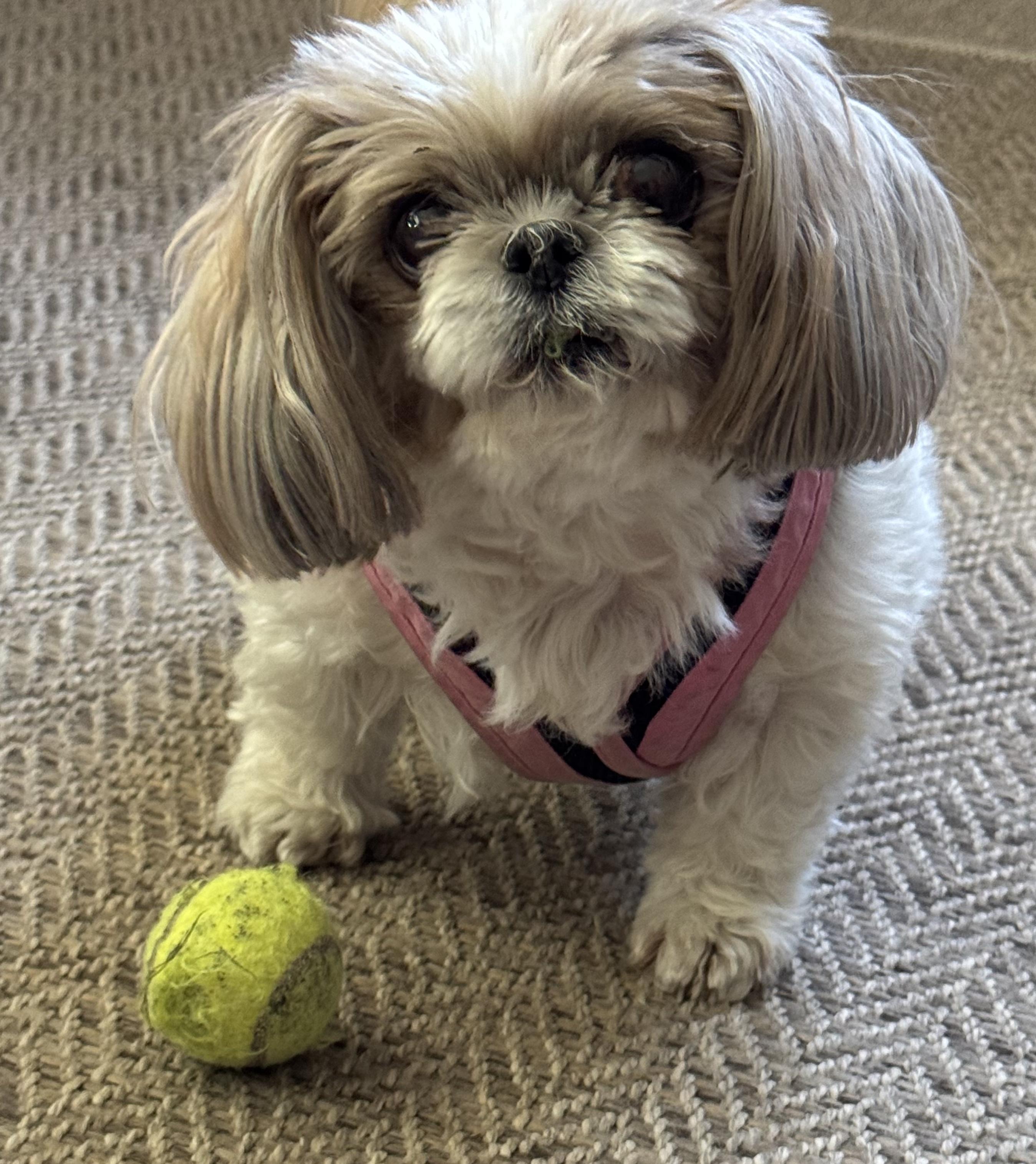 Macie, Adoptable, Adult Female Shih Tzu.
