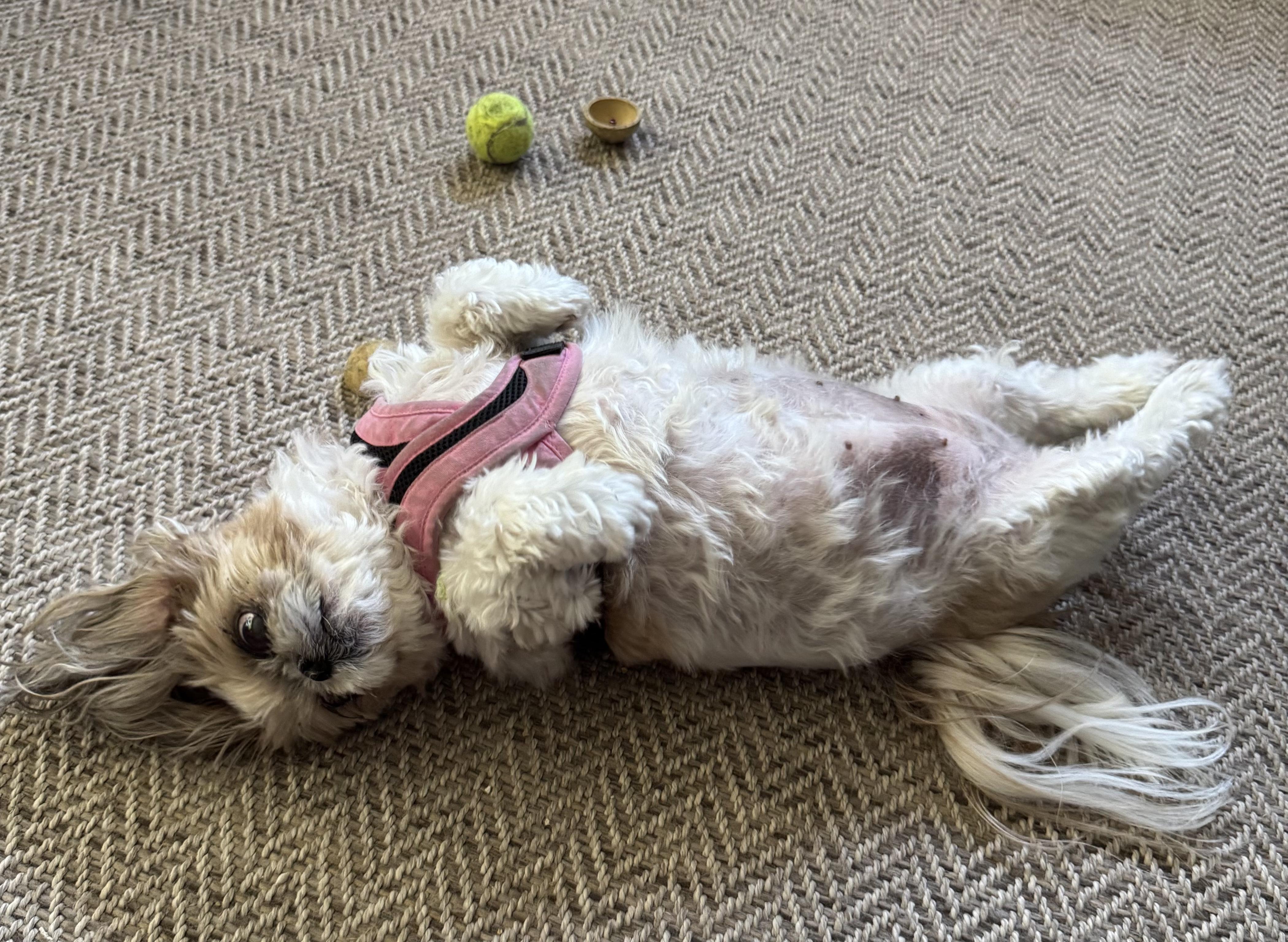Enlarge Macie, a Adoptable Shih Tzu in Saint Louis, MO image 3/4