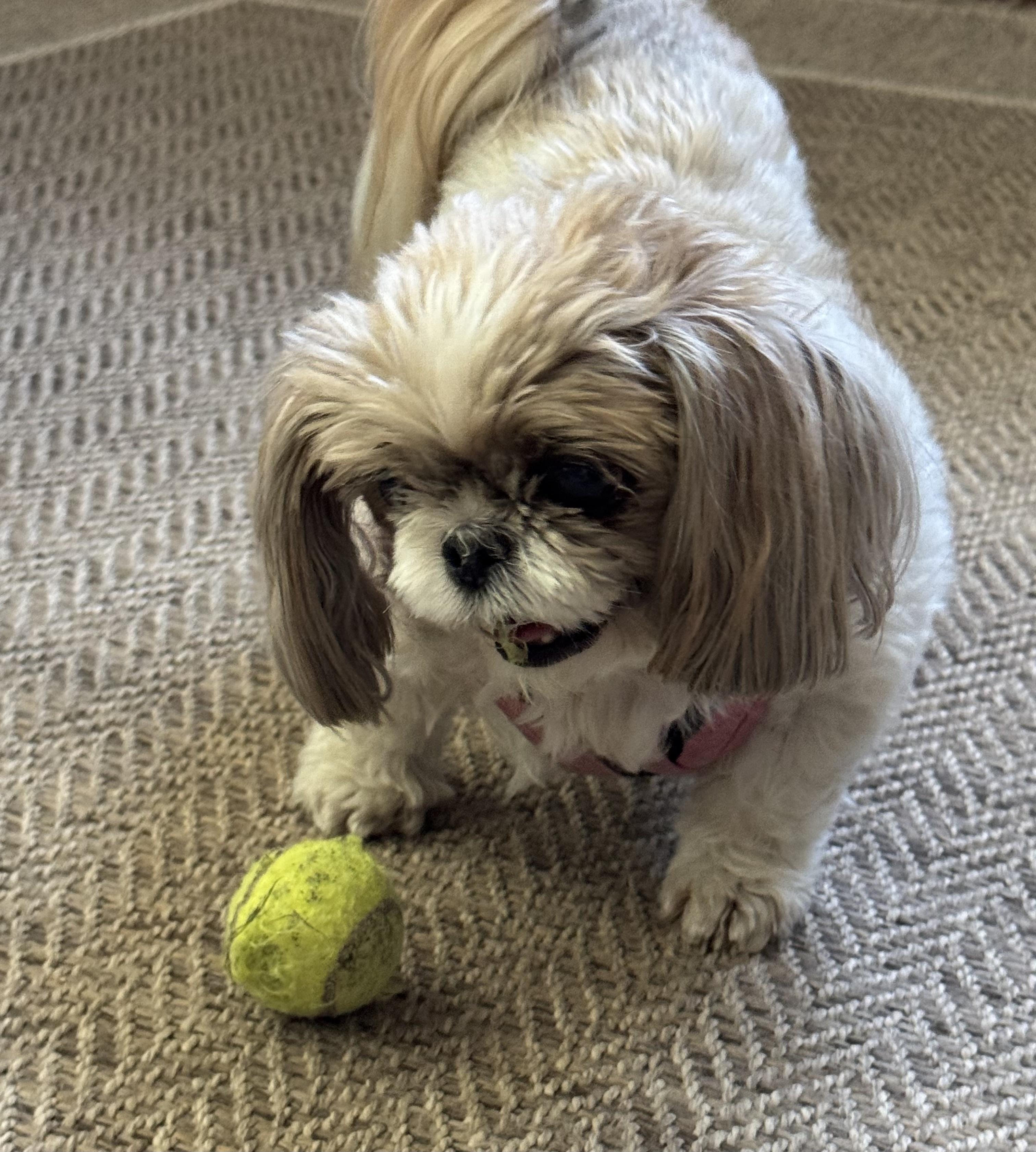 Enlarge Macie, a Adoptable Shih Tzu in Saint Louis, MO image 4/4