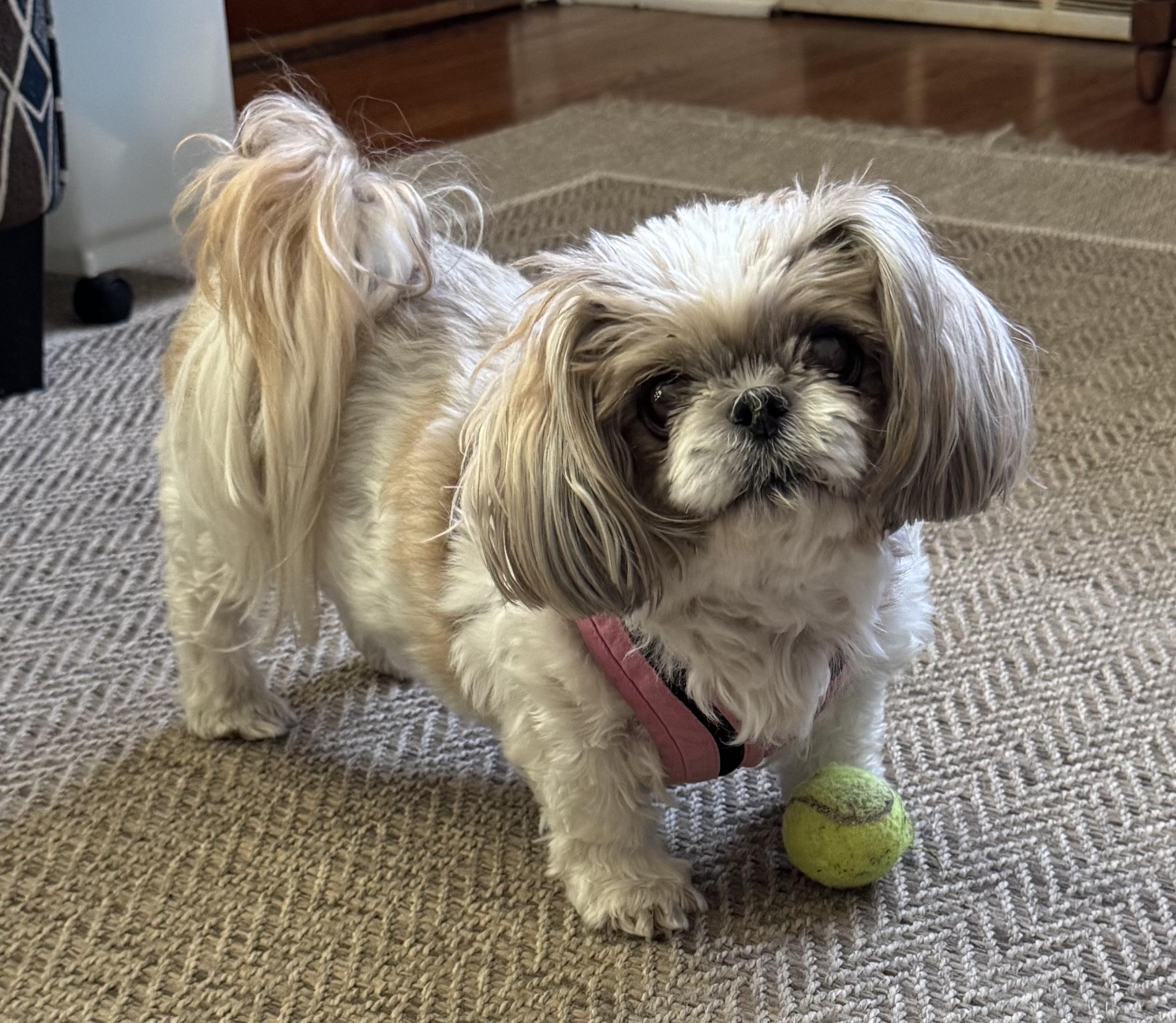 Enlarge Macie, a Adoptable Shih Tzu in Saint Louis, MO image 2/4