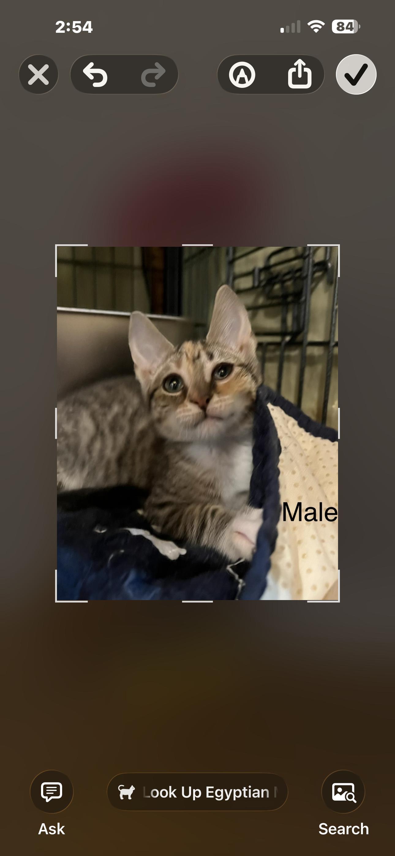 Cosmo, Adoptable, Kitten Male Domestic Short Hair.