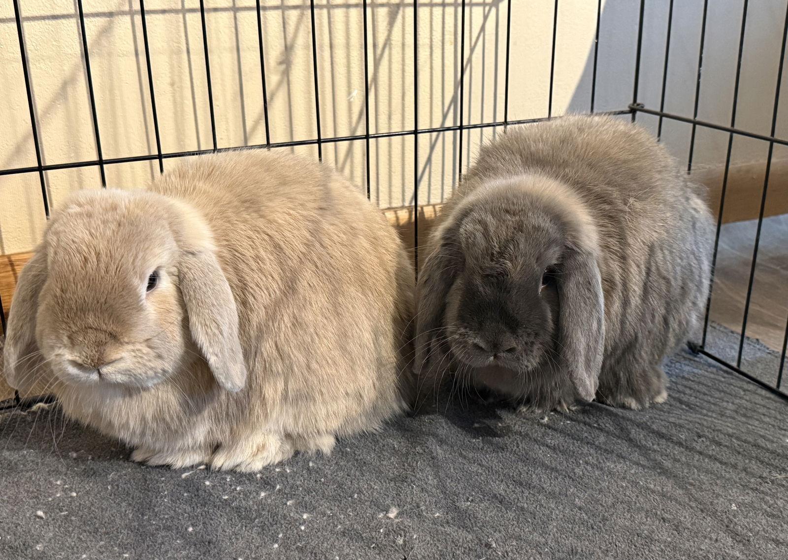 Enlarge Nessa  *Bonded to Nev, a Adoptable Mini Lop in Marshfield, WI image 1/2