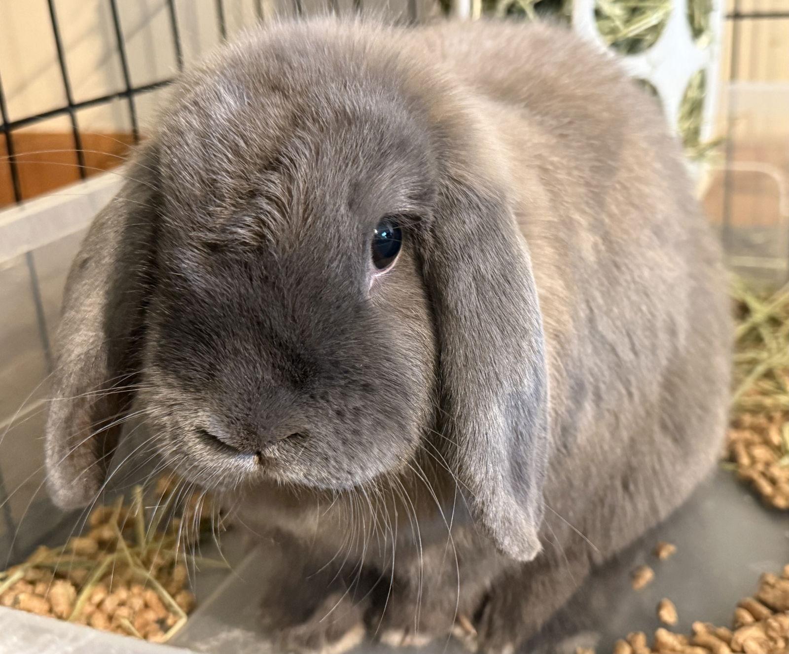 Enlarge Nessa  *Bonded to Nev, a Adoptable Mini Lop in Marshfield, WI image 2/2