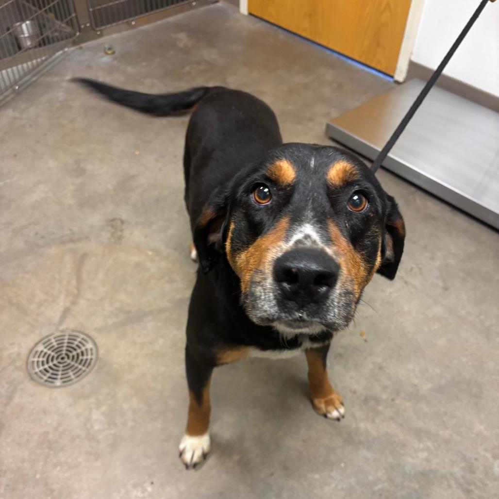 Piston, a Adoptable mixed breed in Ottawa, KS image 2/3