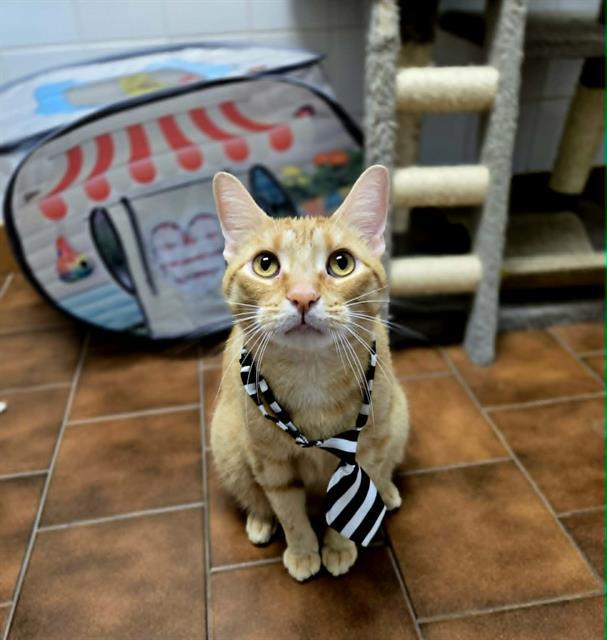 FLOYD, Adoptable, Adult Male Domestic Short Hair.