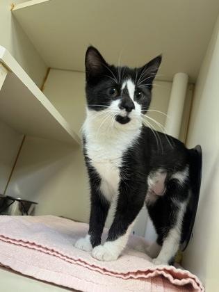 Shirley Loo, Adoptable, Kitten Female Domestic Short Hair & Domestic Short Hair.