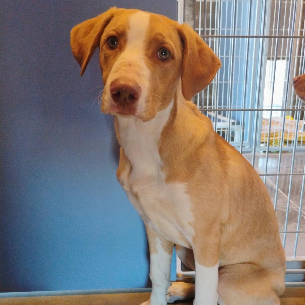 Laverne, Adoptable, Young Female Anatolian Shepherd.