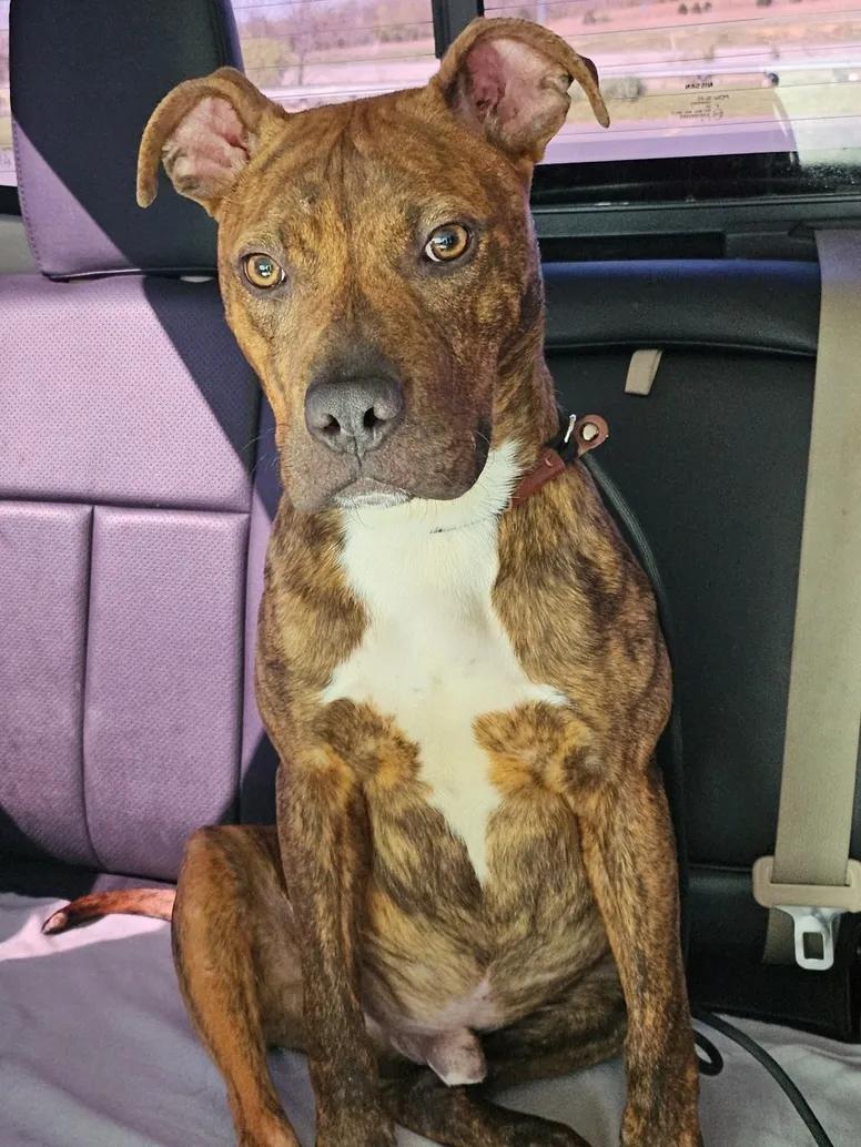 Kai, an adopted mixed breed in Martinsburg, WV image 3/4