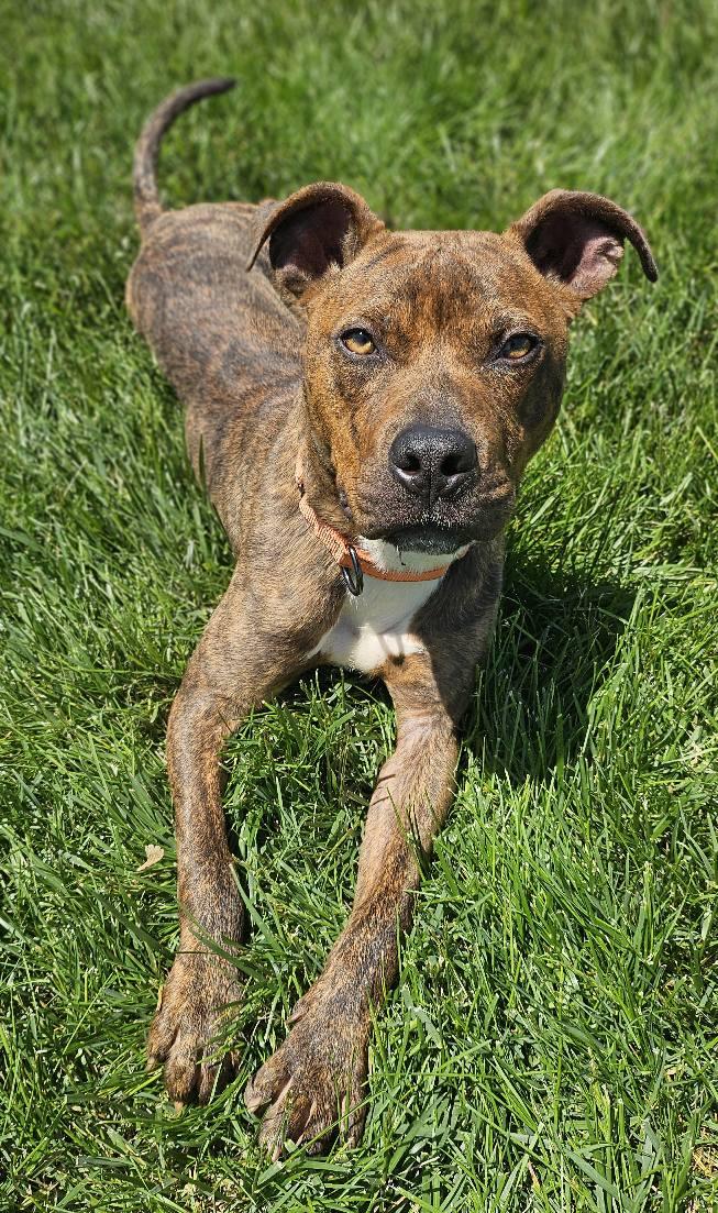 Kai, an adopted mixed breed in Martinsburg, WV image 4/4