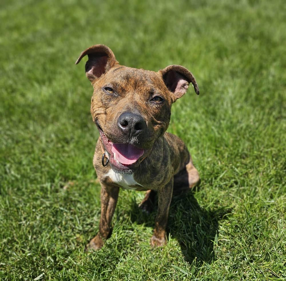 Kai, an adopted mixed breed in Martinsburg, WV image 1/4