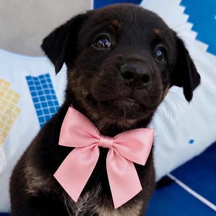 Sand, Adoptable, Puppy Female Labrador Retriever.