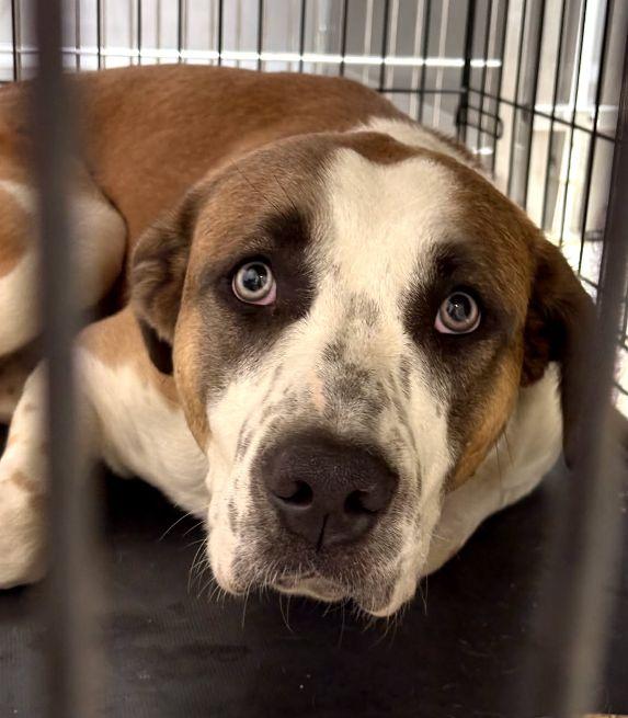 Enlarge Moose, a Adoptable mixed breed in Cape May Court House, NJ image 2/4