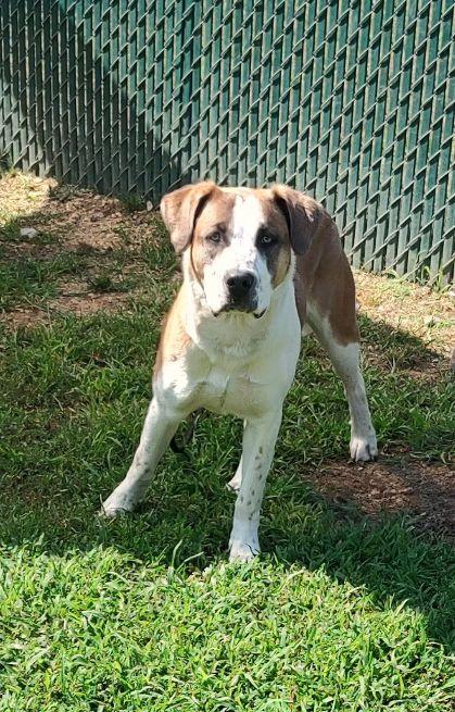 Enlarge Moose, a Adoptable mixed breed in Cape May Court House, NJ image 3/4