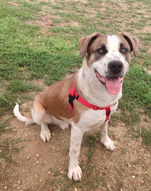 Moose, Adoptable, Adult Male Saint Bernard & Shepherd.