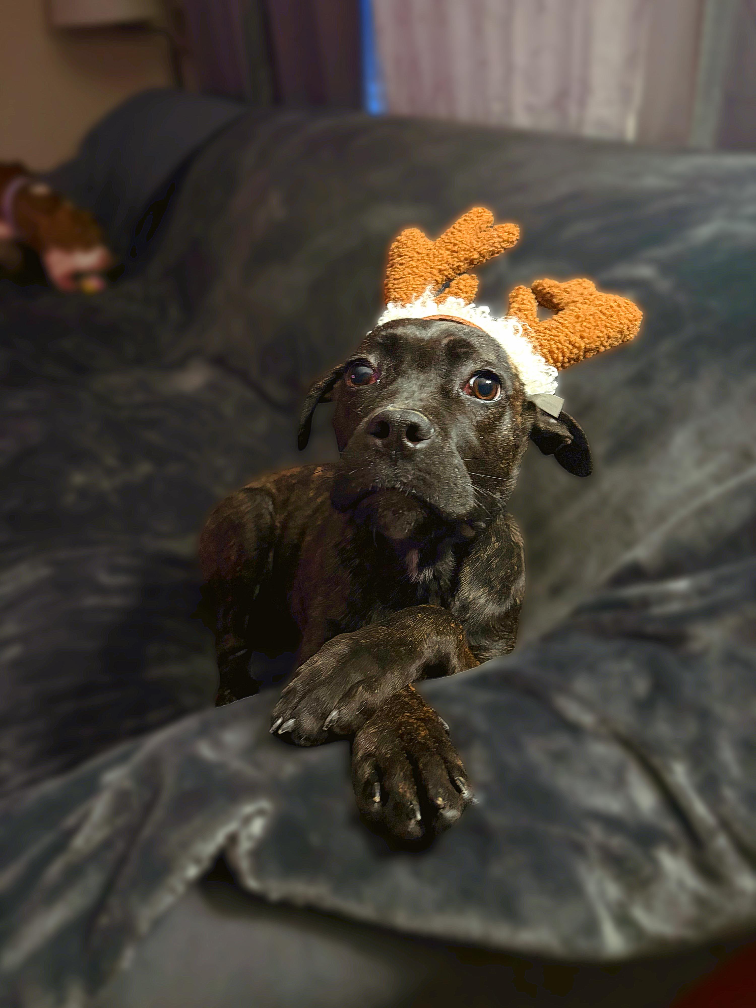 Enlarge Olive, a ADOPTABLE mixed breed in Cleveland, OH image 3/6