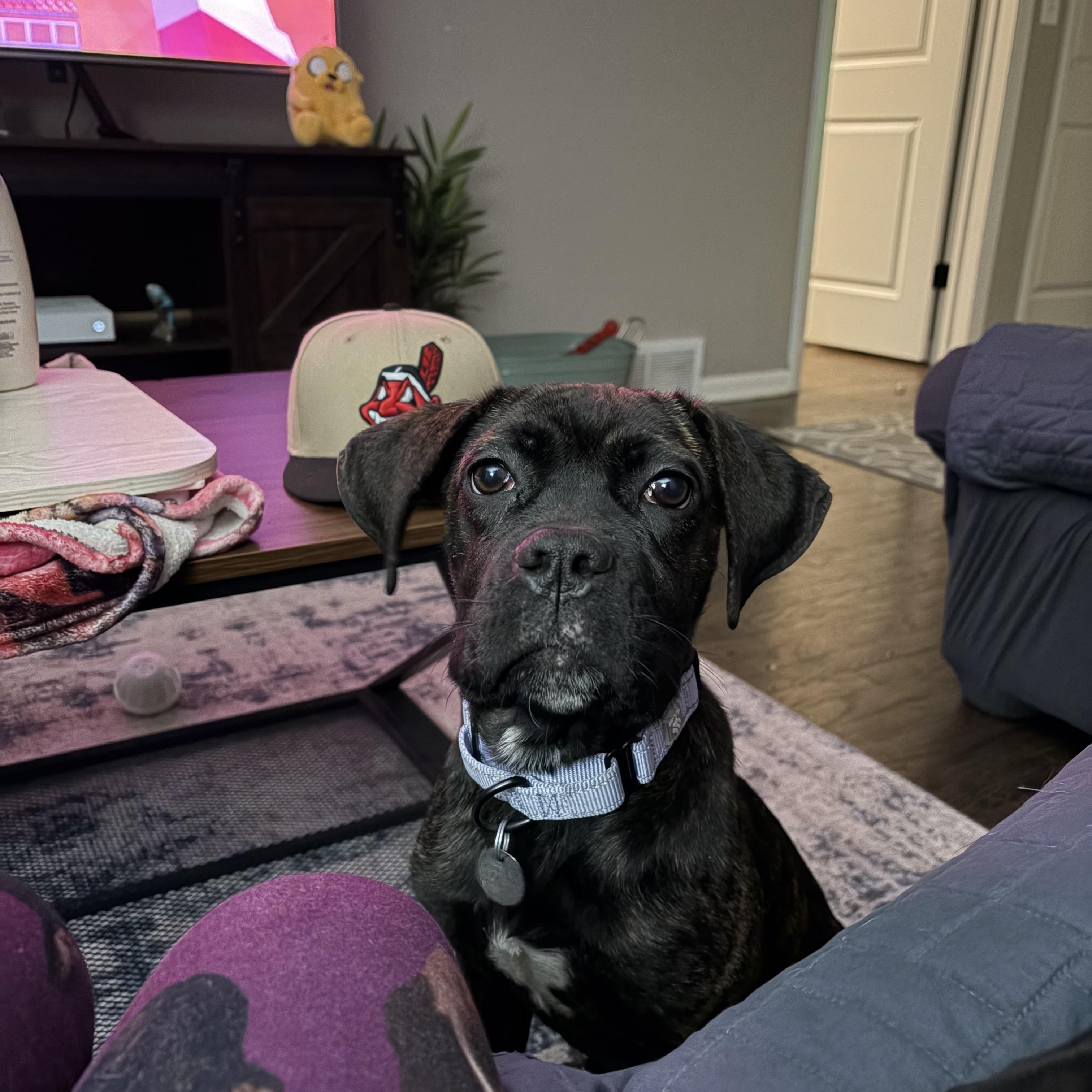 Olive, ADOPTABLE, Puppy Female Boxer & Cane Corso.