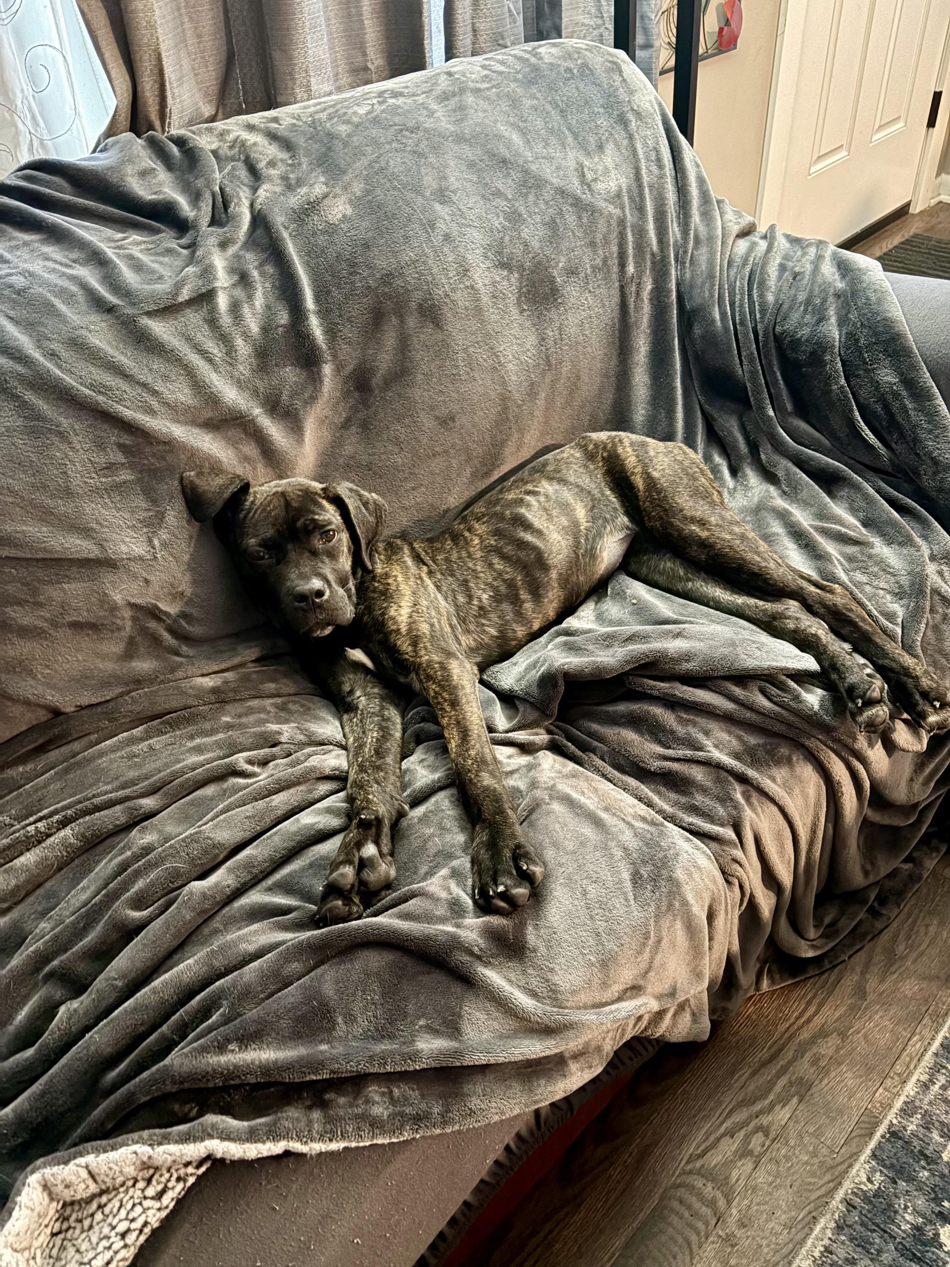 Enlarge Olive, a ADOPTABLE mixed breed in Cleveland, OH image 6/6