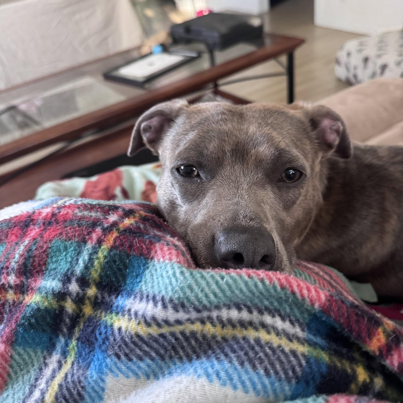 Mahina, Adoptable, Adult Female Pit Bull Terrier.