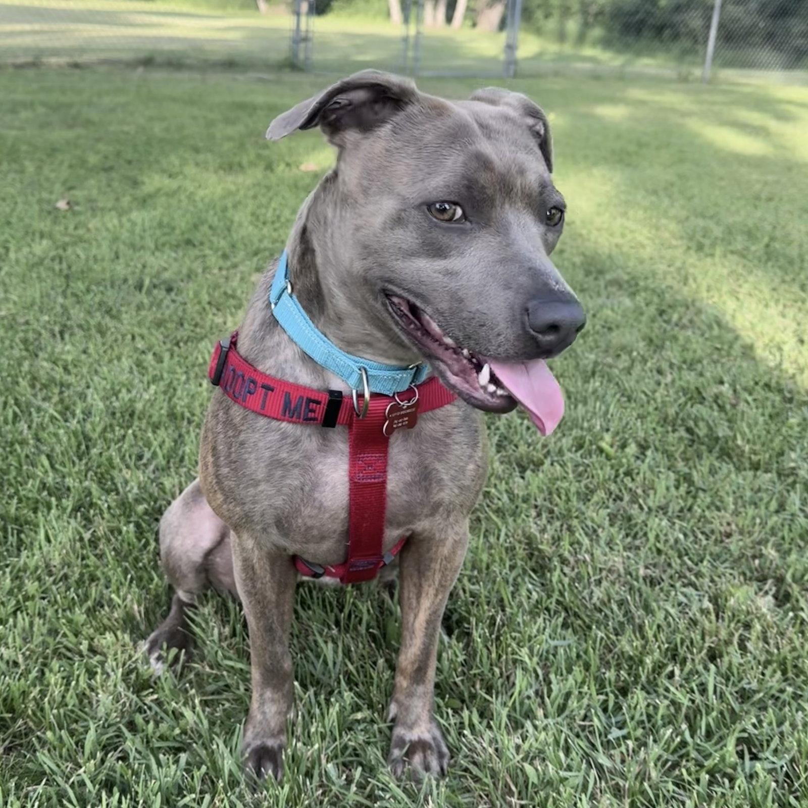 Enlarge Mahina, a Adoptable Pit Bull Terrier in Fargo, ND image 2/3