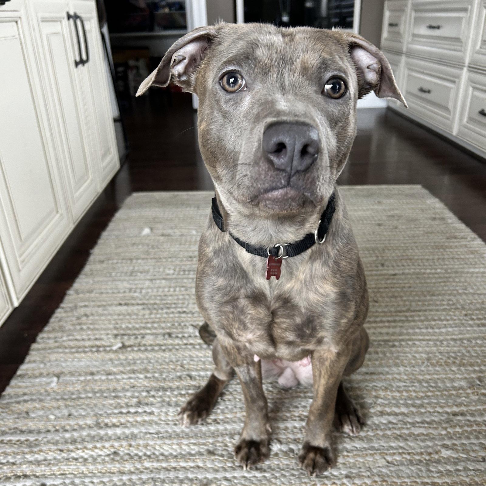 Enlarge Mahina, a Adoptable Pit Bull Terrier in Fargo, ND image 3/3