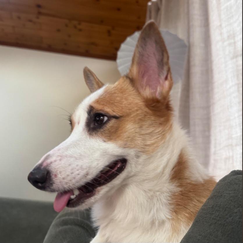 Enlarge Brie, a Adoptable Corgi in Ellicott City, MD image 5/5