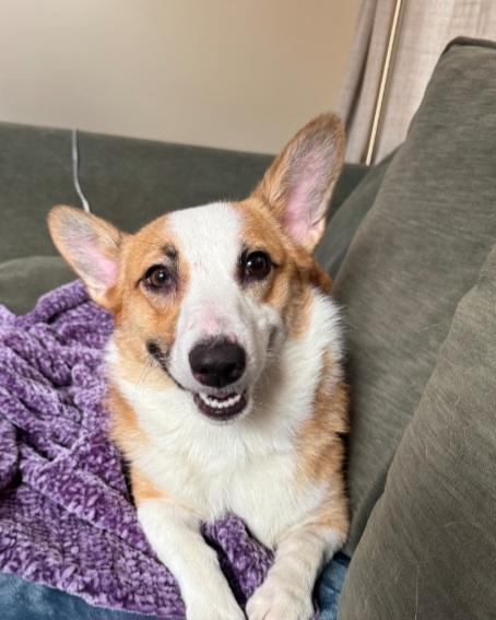 Enlarge Brie, a Adoptable Corgi in Ellicott City, MD image 4/5