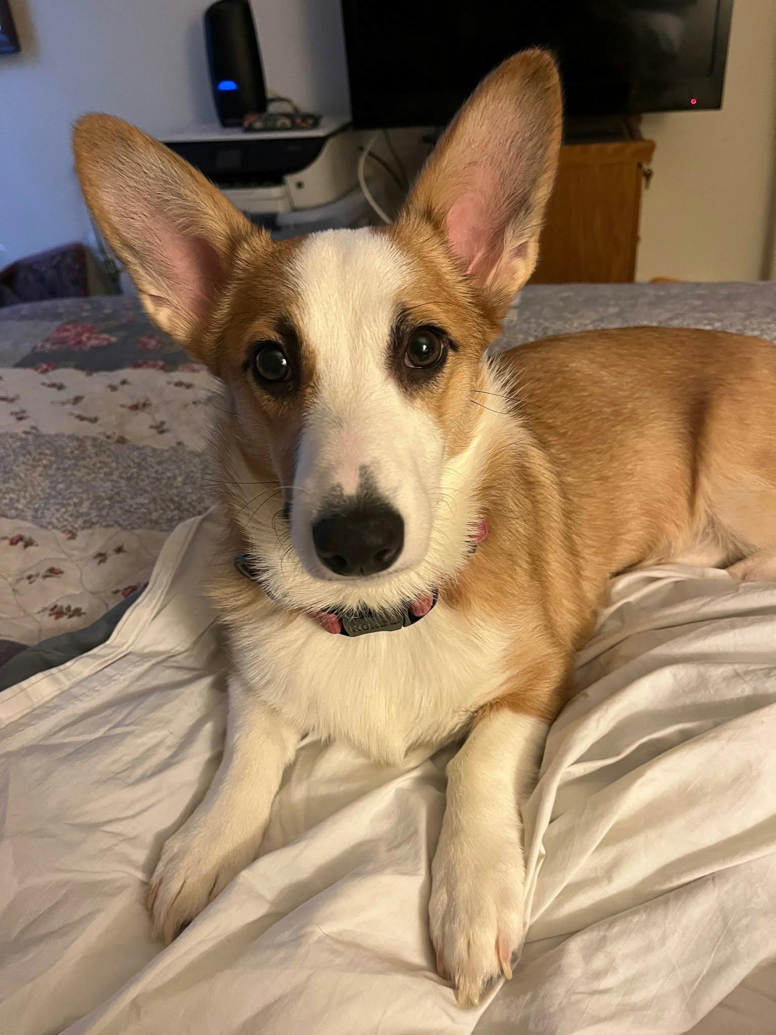 Enlarge Brie, a Adoptable Corgi in Ellicott City, MD image 2/5