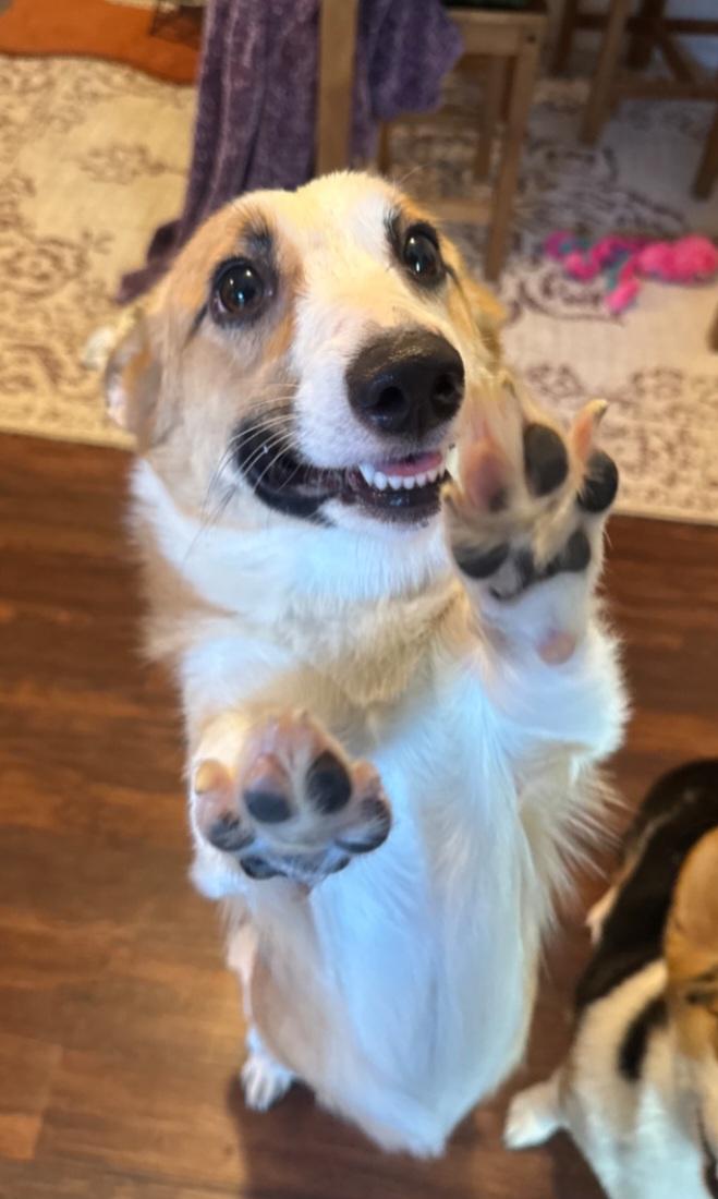 Enlarge Brie, a Adoptable Corgi in Ellicott City, MD image 3/5