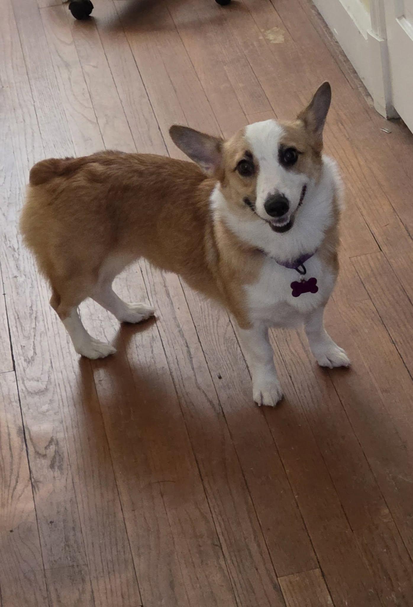 Brie, Adoptable, Young Female Corgi.