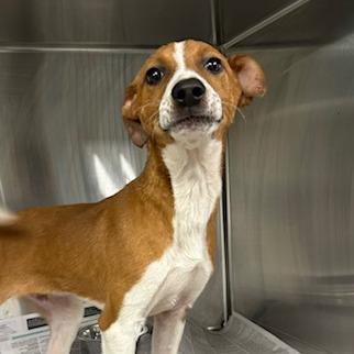 Enlarge Bumble Bee, a Adoptable Mixed Breed in Knoxville, TN image 1/1