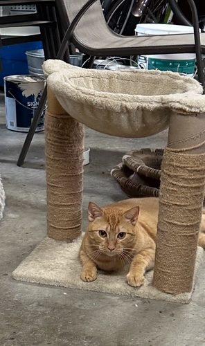 Enlarge Jack, a Adoptable Tabby in Paulina, LA image 1/3