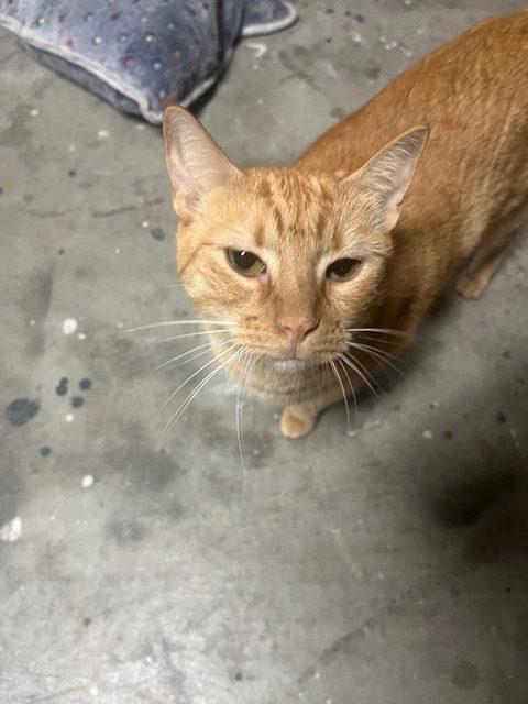 Enlarge Jack, a Adoptable Tabby in Paulina, LA image 2/3