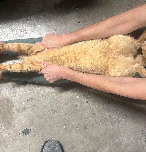 Enlarge Jack, a Adoptable Tabby in Paulina, LA image 3/3