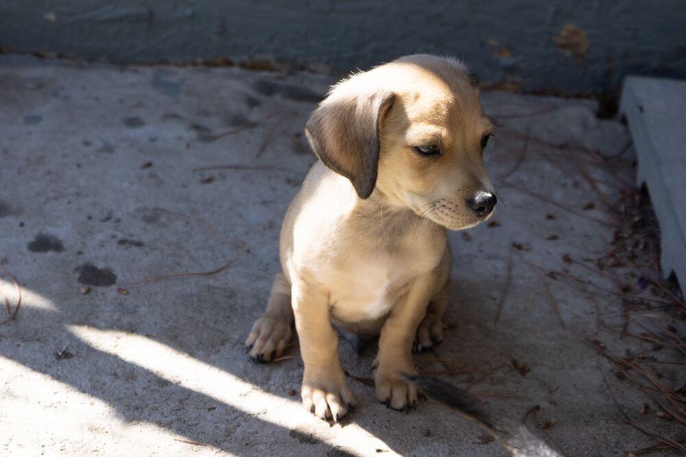 Enlarge Bisquit, a Adoptable mixed breed in Santa Rosa, CA image 1/1