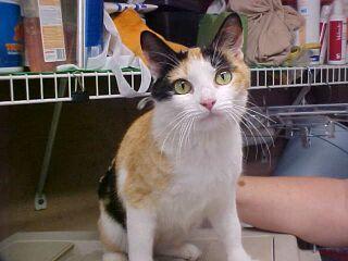 Kali, Adopted, Young Female Calico.