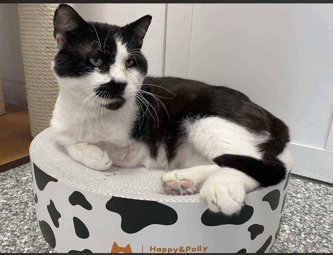 Cameron, a ADOPTABLE Domestic Short Hair in Hudsonville, MI image 1/4