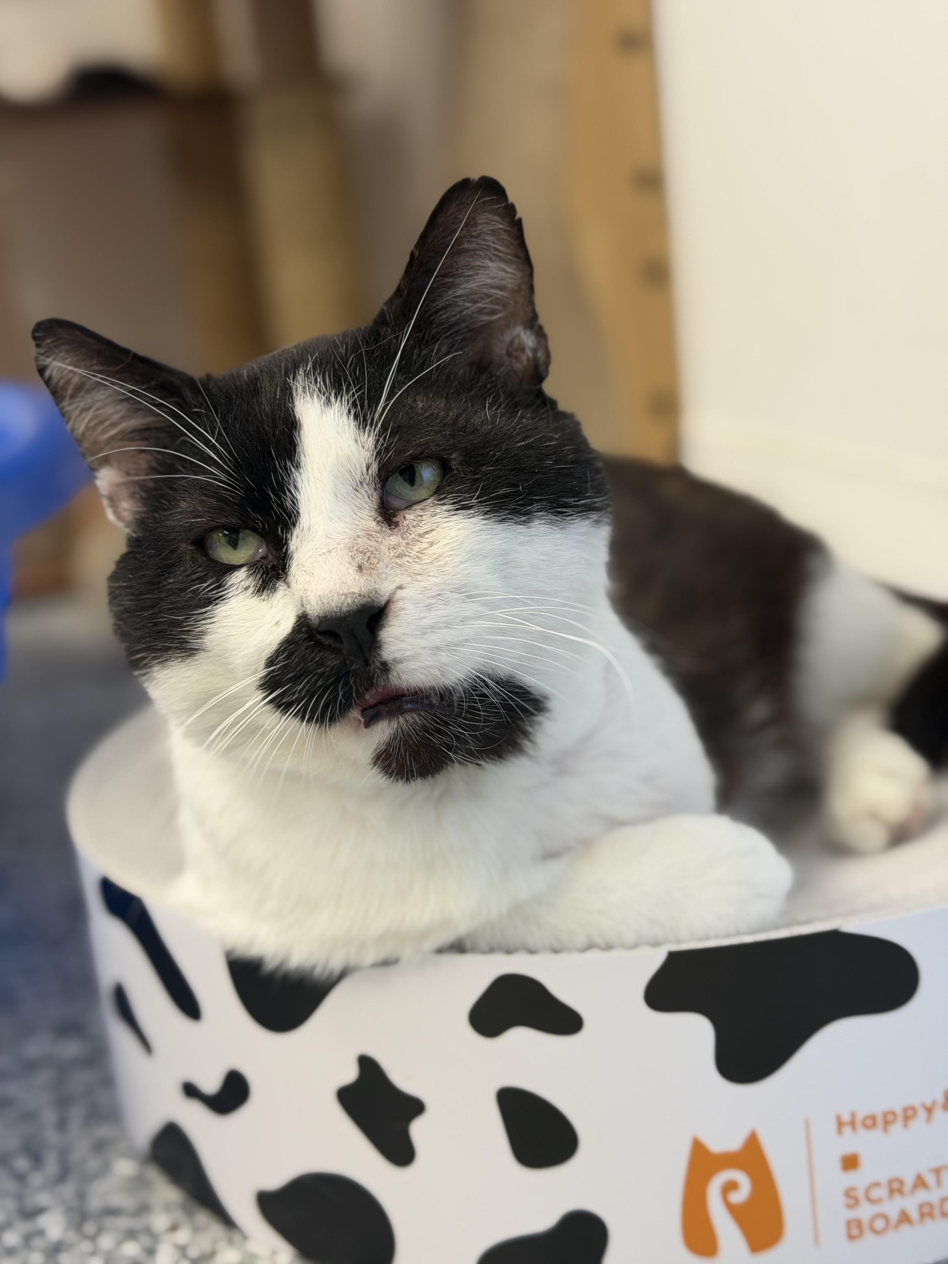 Cameron, a ADOPTABLE Domestic Short Hair in Hudsonville, MI image 2/4