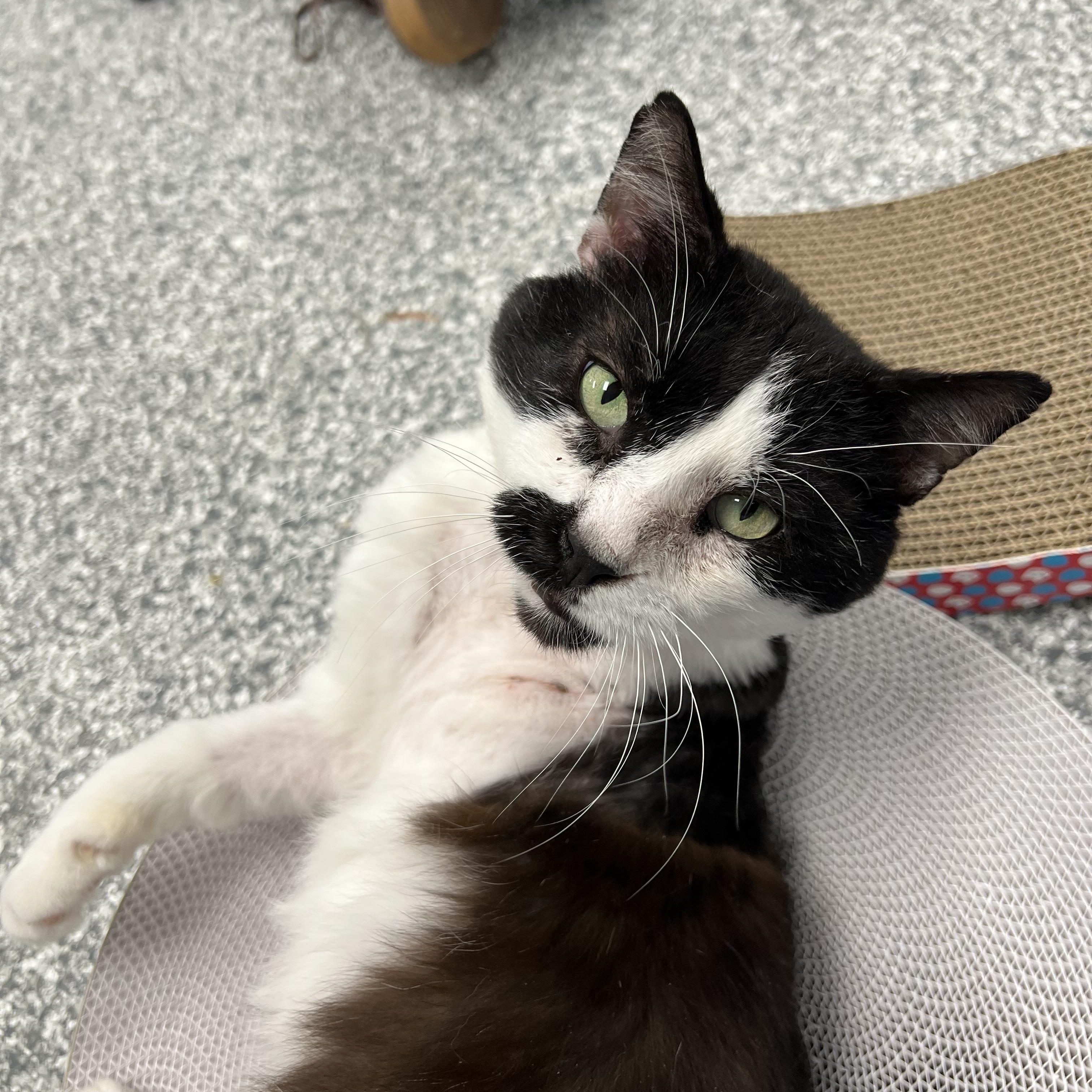 Cameron, a ADOPTABLE Domestic Short Hair in Hudsonville, MI image 4/4