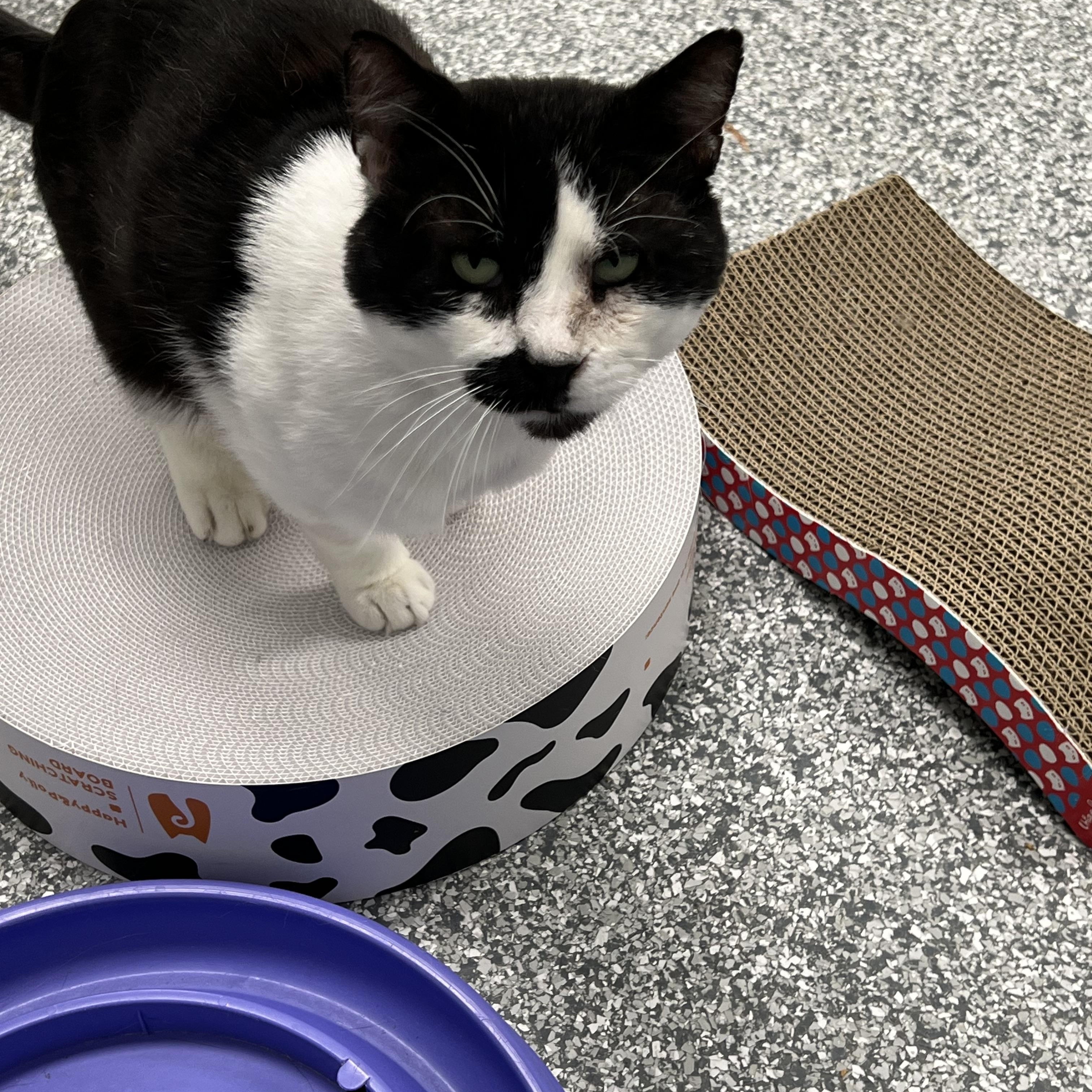 Cameron, a ADOPTABLE Domestic Short Hair in Hudsonville, MI image 3/4