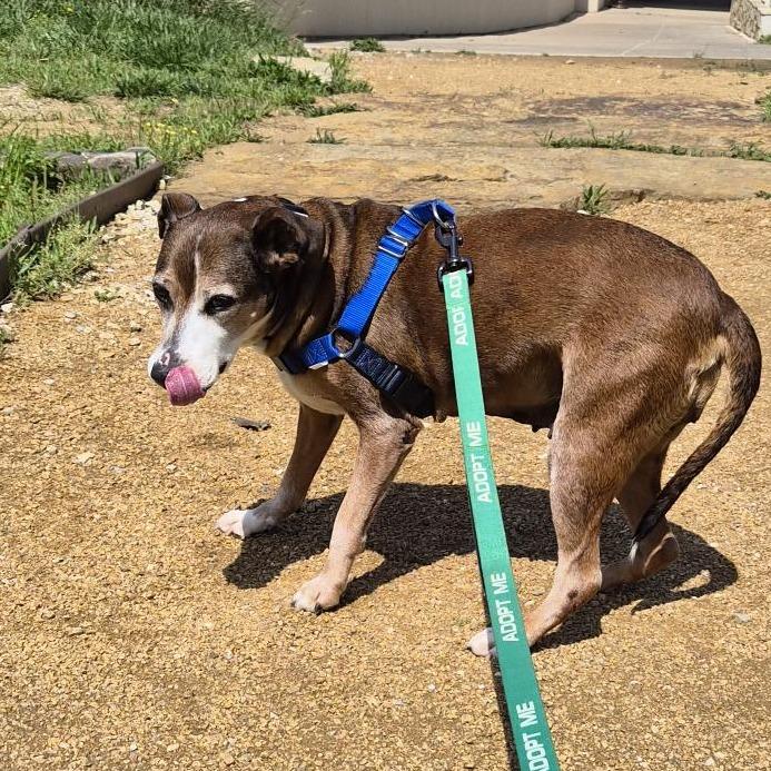 Sasha, Adoptable, Senior Female Mixed Breed.