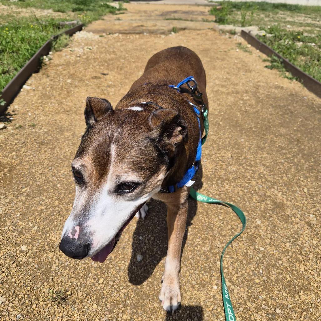 Enlarge Sasha, a Adoptable Mixed Breed in Bentonville, AR image 2/5