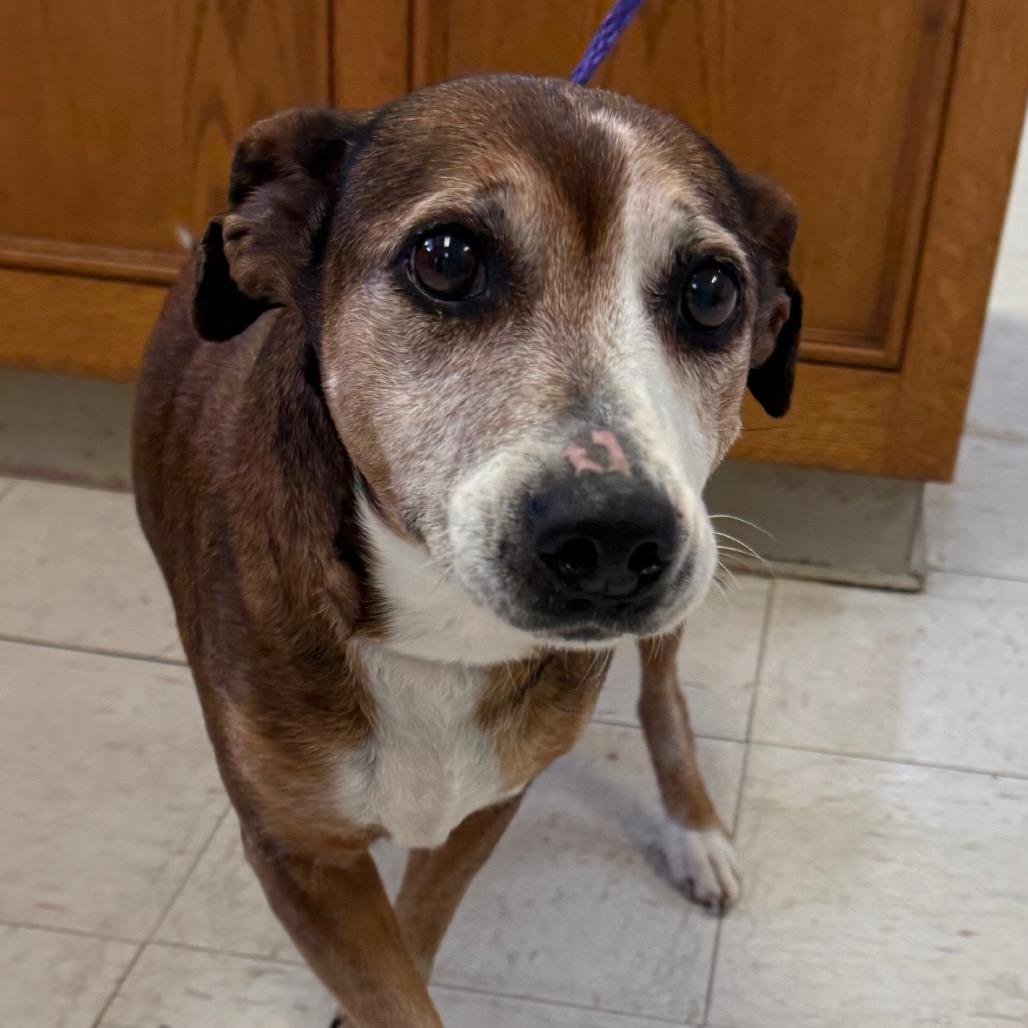 Enlarge Sasha, a Adoptable Mixed Breed in Bentonville, AR image 1/1