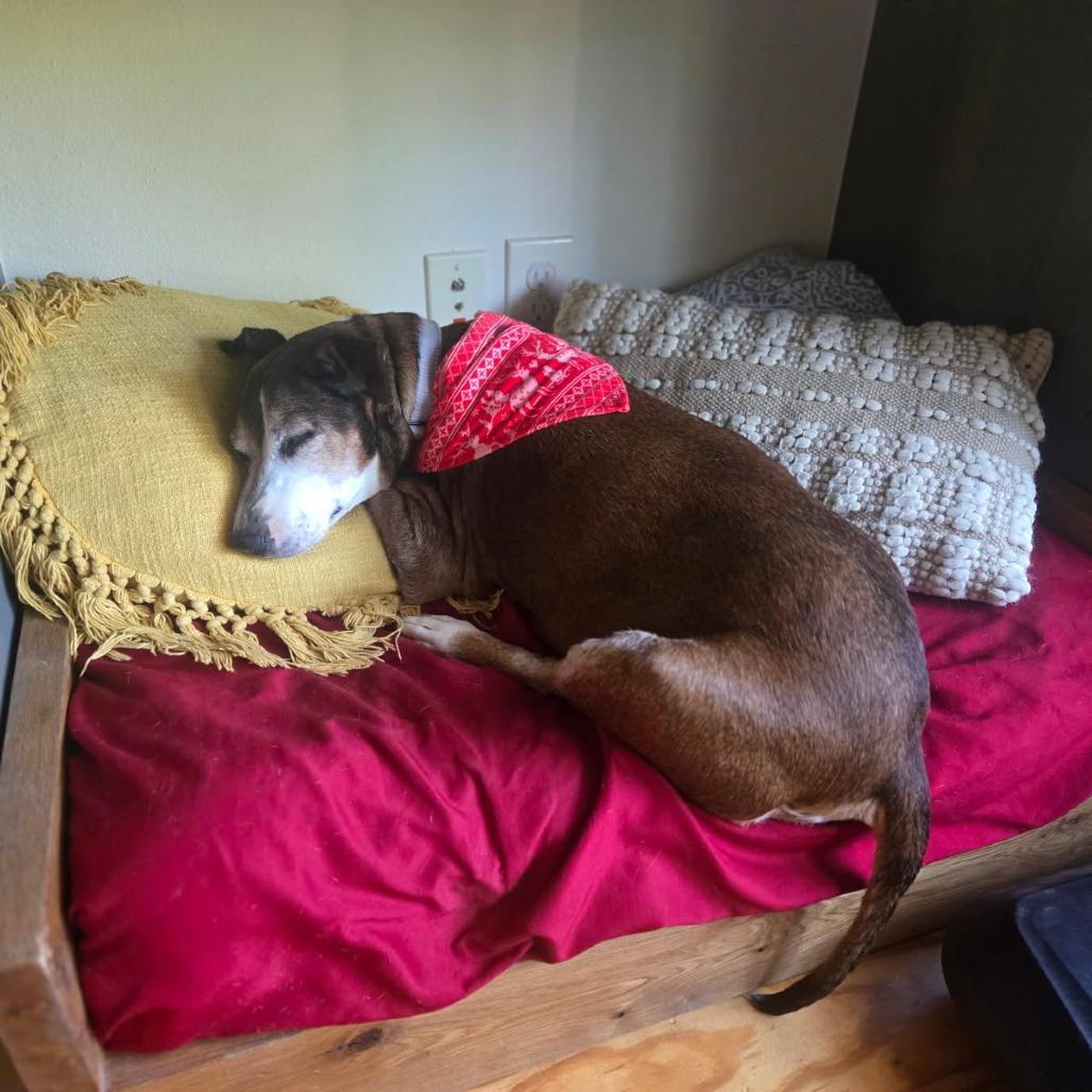 Enlarge Sasha, a Adoptable Mixed Breed in Bentonville, AR image 4/5