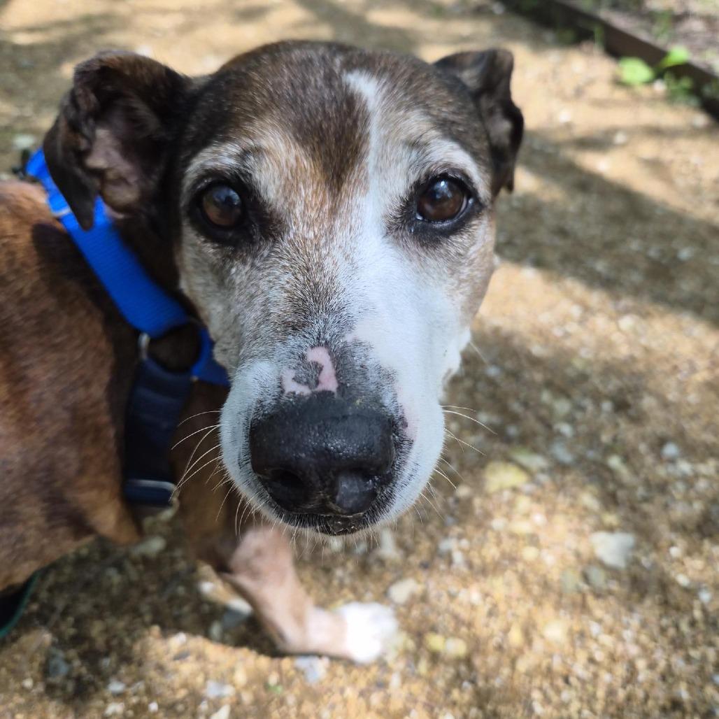 Enlarge Sasha, a Adoptable Mixed Breed in Bentonville, AR image 5/5