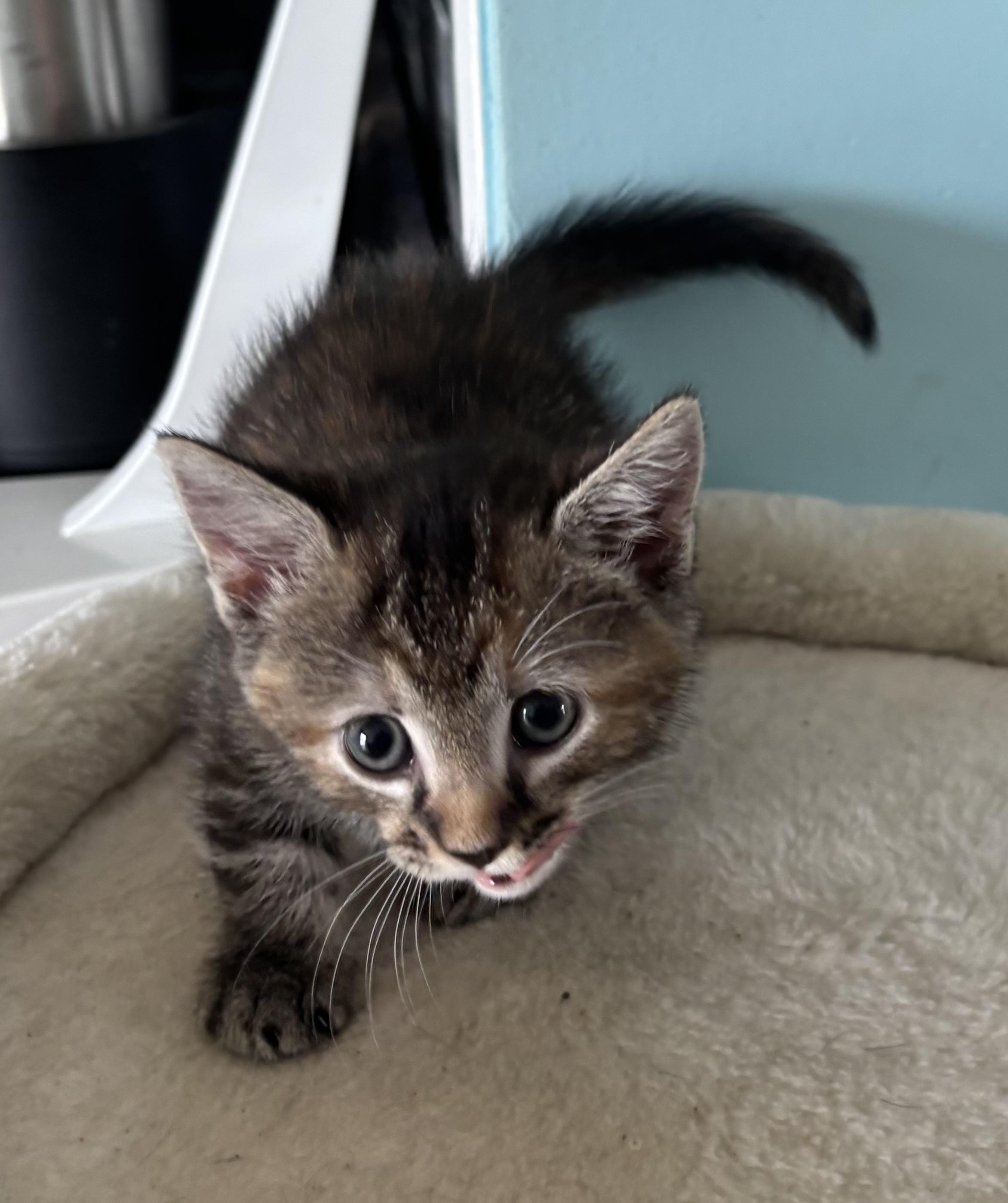 Peyton, Adoptable, Kitten Female Domestic Short Hair.