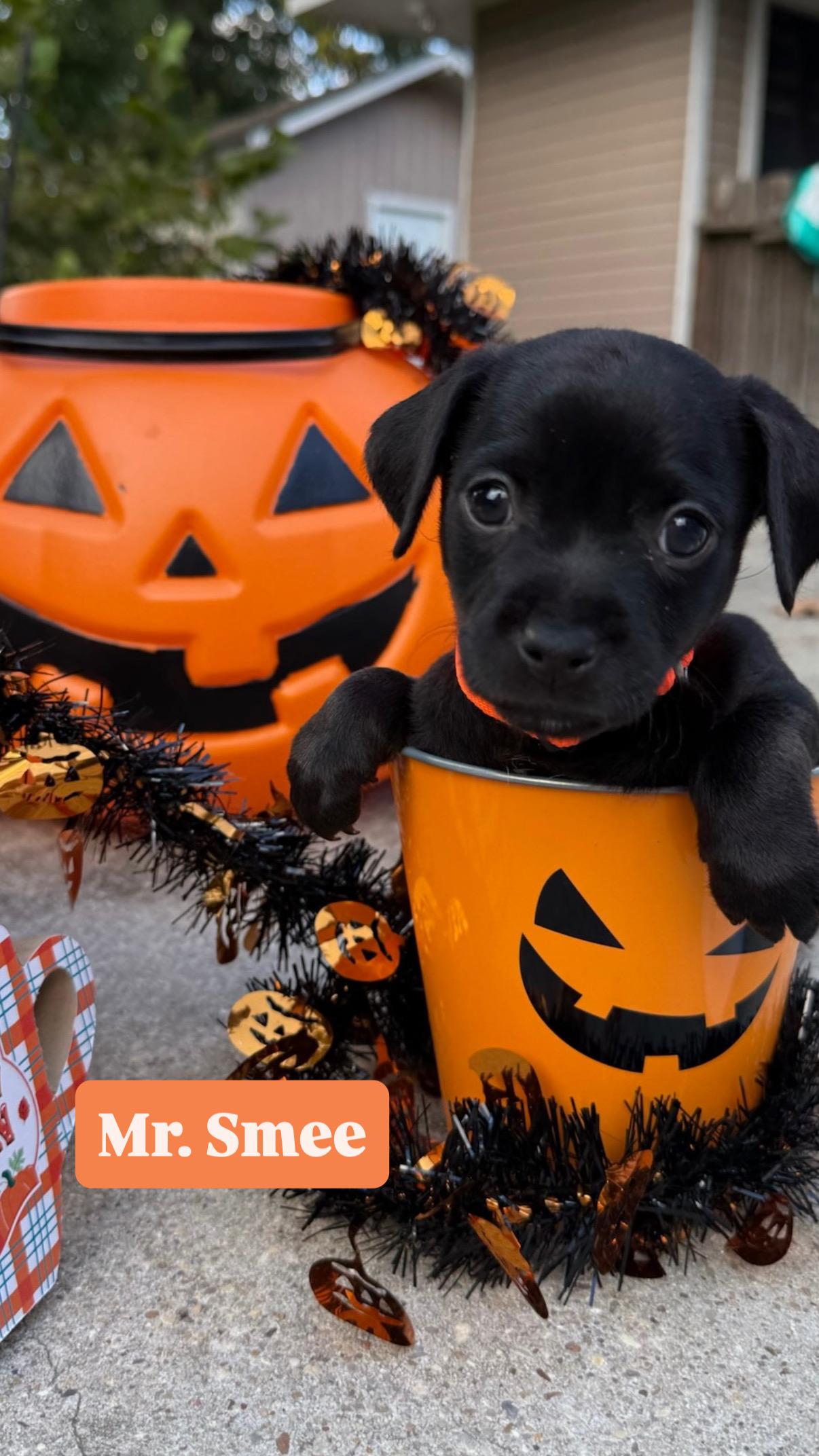 Enlarge Mr. Smee, a Adopted mixed breed in Walker, LA image 1/3
